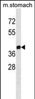 ZNF259 Antibody (C-term)