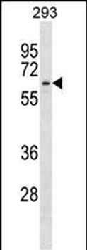 APPBP2 Antibody (Center)