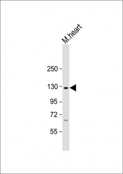 Mouse Nlrp6 Antibody (Center)