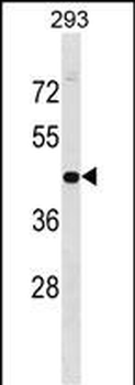 GPN1 Antibody (C-term)