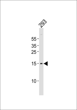 BATF Antibody (N-term)