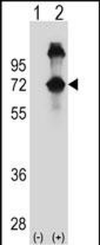 ASPSCR1 Antibody (N-term)