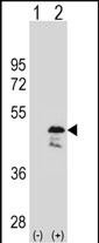 OLA1 Antibody (N-term)