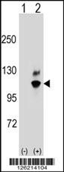 GNL2 Antibody (N-term)