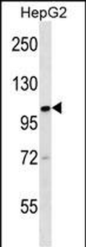 KIF18A Antibody (C-term)