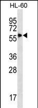 SIGLEC9 Antibody (C-term)