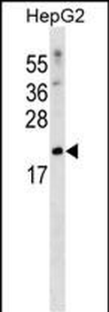 SFRS3 Antibody (Center)