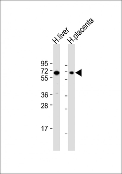 SIGLEC7 (D-siglec) Antibody (N-term)