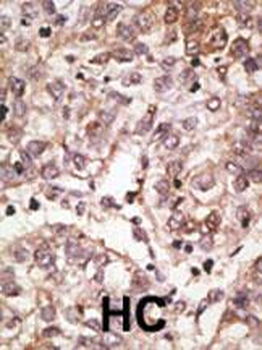 SIGLEC7 (D-siglec) Antibody (N-term)