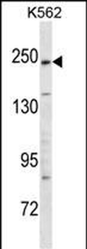 KIDINS220 Antibody (C-term)