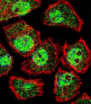 KLF9 Antibody (N-term)
