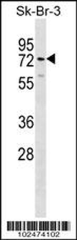 SIGLEC5 Antibody (C-term)