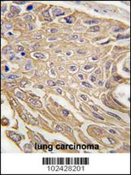 SIGLEC5 Antibody (N-term)