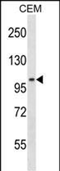 LIG3 Antibody (C-term)