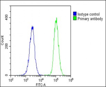 GIPC1 Antibody (N-term)