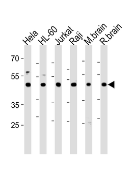 CTBP1 Antibody (C-term)