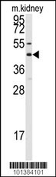 Connexin 50 Antibody (C-term)