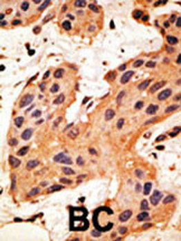 Connexin 50 Antibody (C-term)