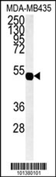 GJA7 Antibody (N-term)