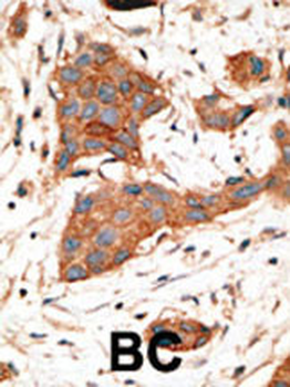 GJA3 Antibody (N-term)