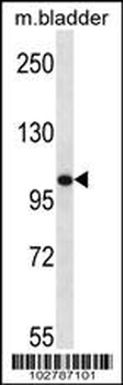 Mouse TLR8 Antibody (C-term)