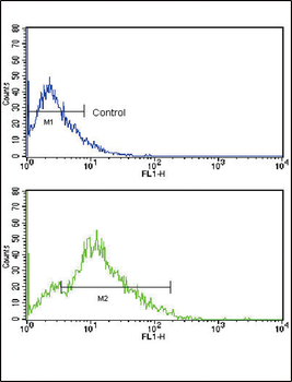 CD3G Antibody (N-term)