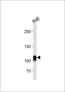 CD19 Antibody (N-term)