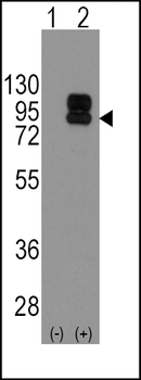CD19 Antibody (N-term)