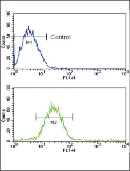 CD19 Antibody (N-term)