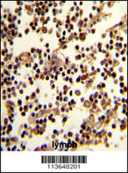 CD19 Antibody (N-term)