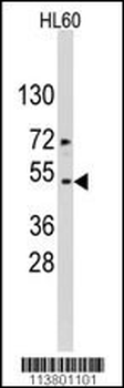 Actin (ACTB/ACTC) Antibody (Center)
