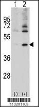 Actin (ACTB/ACTC) Antibody (Center)