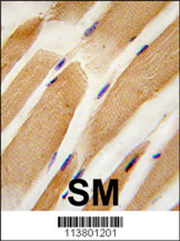 Actin (ACTB/ACTC) Antibody (Center)