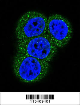 Actin (ACTB/ACTC) Antibody (N-term)