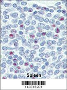 NANOG Antibody (N-term)