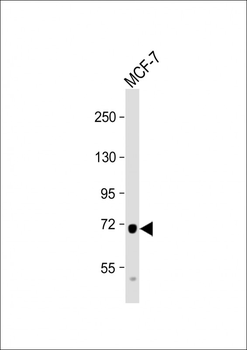 PDZK1 Antibody (Center)