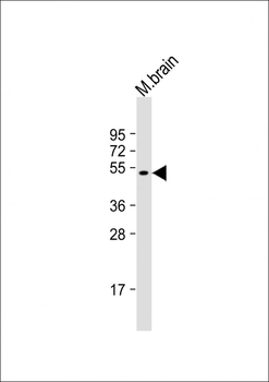 Mouse Gsk3b Antibody (N-term)