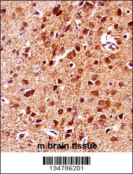 Mouse Gsk3b Antibody (N-term)