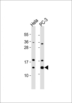 TCEB1 Antibody (C-term)
