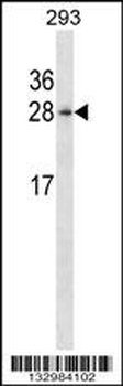 HN1 Antibody (Center)