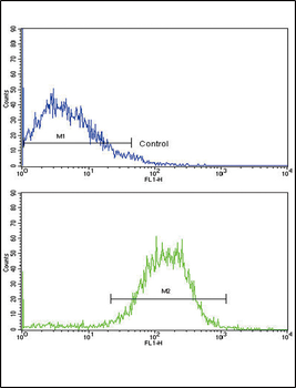 E Cadherin (CDH1) Antibody (N-term)
