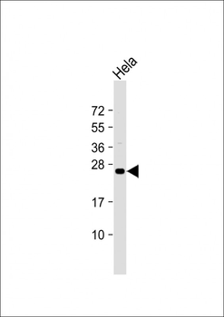 ERAS Antibody (N-term) (A28)