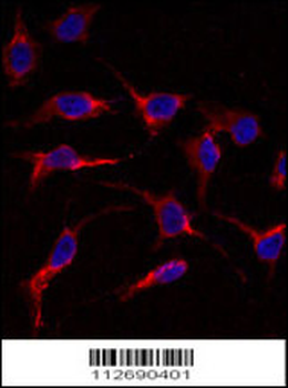 ERAS Antibody (N-term)