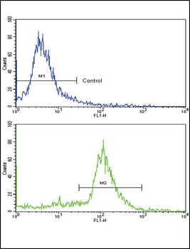 ALDH6A1 Antibody (N-term)