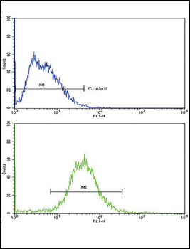 ALDH1A1 Antibody (Center)