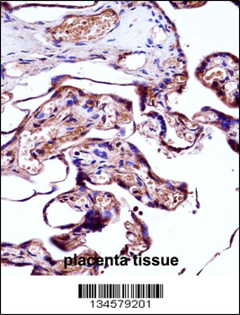 NEDD9 Antibody (Center)