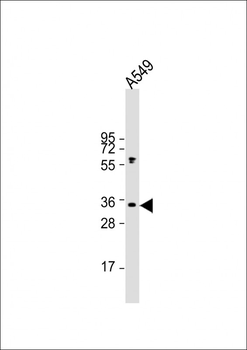 ORAI1 Antibody (C-term)
