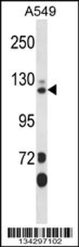 SEC23IP Antibody (C-term)