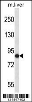 Mouse Nek5 Antibody (C-term)