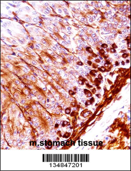 Mouse Nek5 Antibody (C-term)
